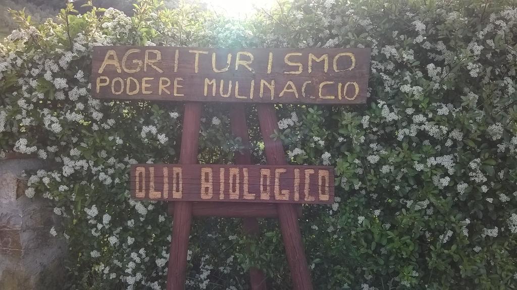 Agriturismo Podere Mulinaccio Ribolla Esterno foto